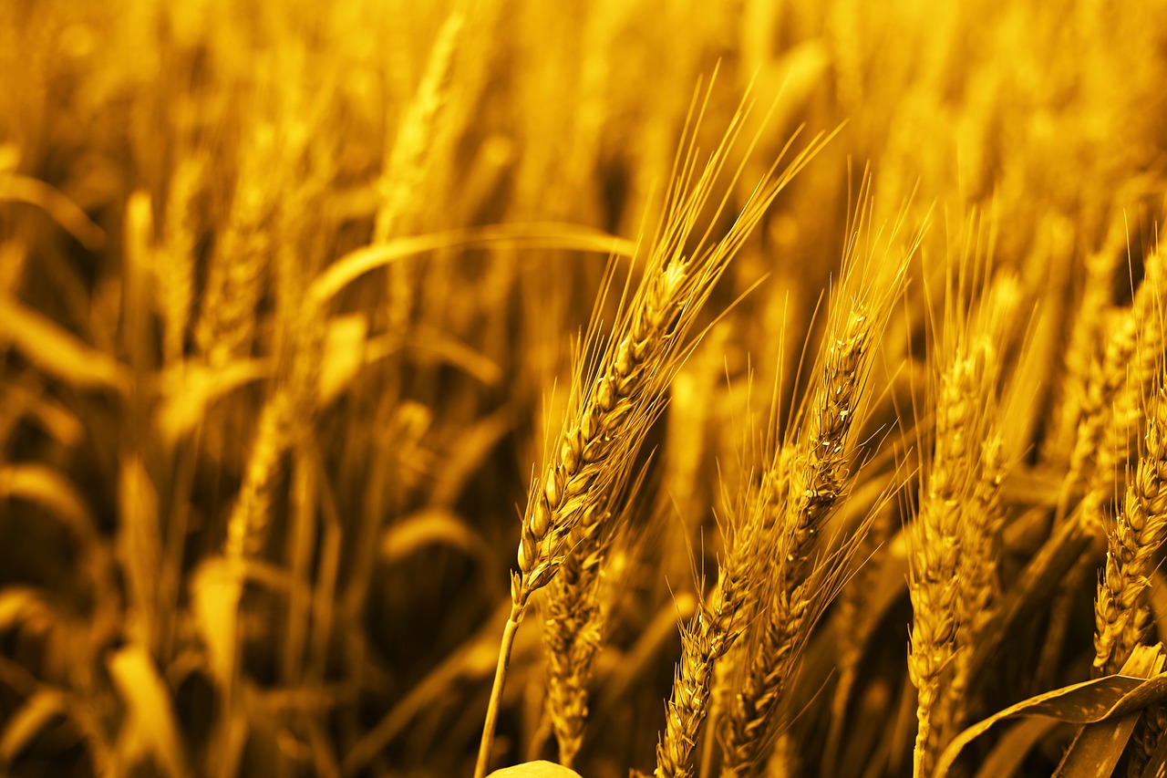 Eco-Friendly Techniques to Improve Soil Fertility